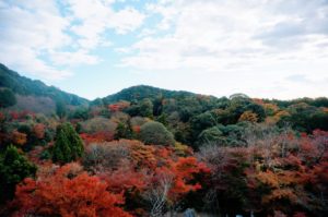 Blandskog med bland annat den japanska lönnen