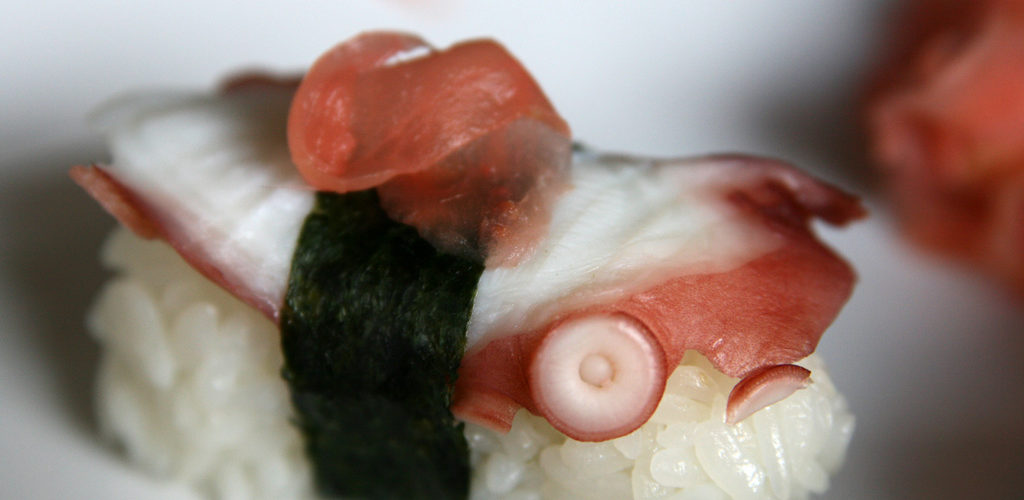 Åttaarmad bläckfisk (Tako)