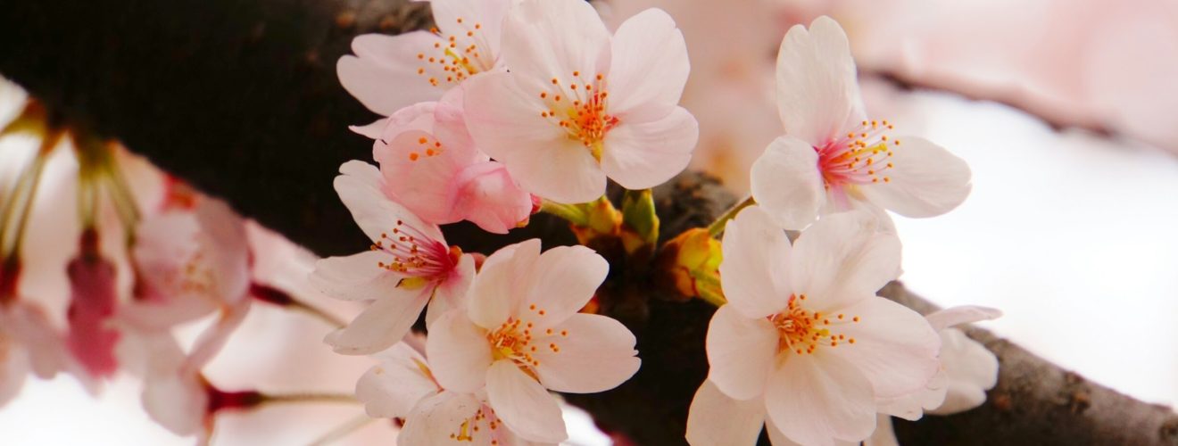 Körsbärsblommor, eller "sakura", är ofta i full blomning tidigt i april