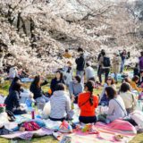 Hanami-picnic under träden i Tokyo