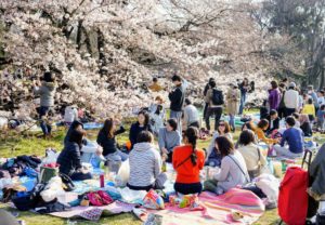 Hanami-picnic under träden i Tokyo